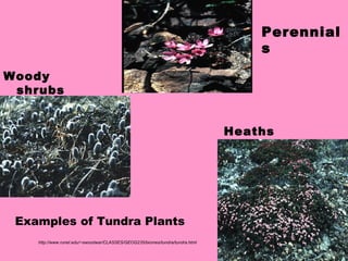 Perennial
s
Woody
shrubs
http://www.runet.edu/~swoodwar/CLASSES/GEOG235/biomes/tundra/tundra.html
Heaths
Examples of Tundra Plants
 