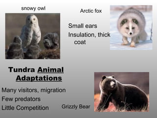 Many visitors, migration
Few predators
Little Competition
Small ears
Insulation, thick
coat
Arctic fox
snowy owl
Grizzly Bear
Tundra Animal
Adaptations
 