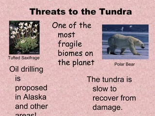 Threats to the Tundra
One of the
most
fragile
biomes on
the planet
The tundra is
slow to
recover from
damage.
Oil drilling
is
proposed
in Alaska
and other
Tufted Saxifrage
Polar Bear
 