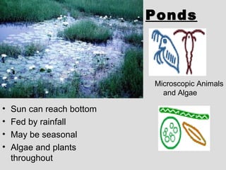 Ponds
• Sun can reach bottom
• Fed by rainfall
• May be seasonal
• Algae and plants
throughout
Microscopic Animals
and Algae
 