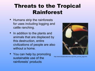 Threats to the Tropical
Rainforest
http://www.blueplanetbiomes.org/rnfrst_animal_page.htm
 Humans strip the rainforests
for uses including logging and
cattle ranching.
 In addition to the plants and
animals that are displaced by
this destruction, entire
civilizations of people are also
without a home.
 You can help by promoting
sustainable use of the
rainforests’ products
 