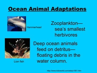 Ocean Animal Adaptations
Zooplankton—
sea’s smallest
herbivores
Deep ocean animals
feed on detritus—
floating debris in the
water column.
http://www.kidzworld.com/site/p1951.htm
Hammerhead
Lion fish
 