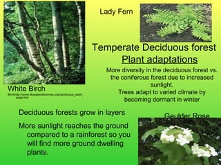 More diversity in the deciduous forest vs.
the coniferous forest due to increased
sunlight.
Trees adapt to varied climate by
becoming dormant in winter
White Birch
Birchhttp://www.blueplanetbiomes.org/deciduous_plant_
page.htm
Lady Fern
Geulder Rose
Temperate Deciduous forest
Plant adaptations
Deciduous forests grow in layers
More sunlight reaches the ground
compared to a rainforest so you
will find more ground dwelling
plants.
 