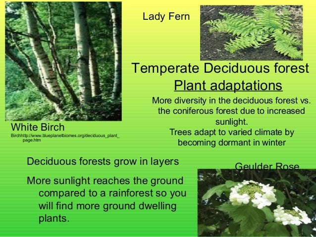 Biome presentation