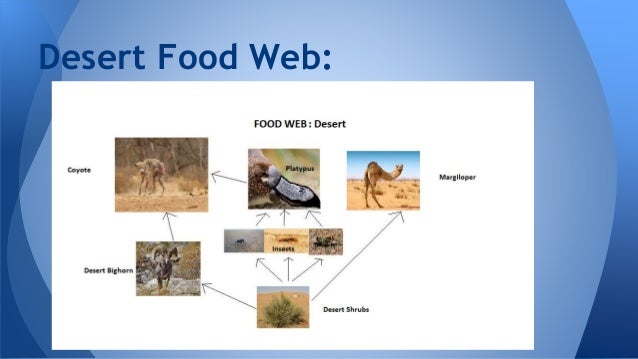 biome desert and food chain essay biome desert and food chain essay