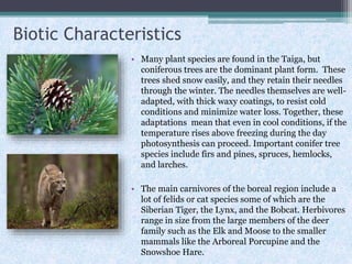 Biotic Characteristics
• Many plant species are found in the Taiga, but
coniferous trees are the dominant plant form. These
trees shed snow easily, and they retain their needles
through the winter. The needles themselves are welladapted, with thick waxy coatings, to resist cold
conditions and minimize water loss. Together, these
adaptations mean that even in cool conditions, if the
temperature rises above freezing during the day
photosynthesis can proceed. Important conifer tree
species include firs and pines, spruces, hemlocks,
and larches.
• The main carnivores of the boreal region include a
lot of felids or cat species some of which are the
Siberian Tiger, the Lynx, and the Bobcat. Herbivores
range in size from the large members of the deer
family such as the Elk and Moose to the smaller
mammals like the Arboreal Porcupine and the
Snowshoe Hare.

 