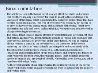 Bioaccumulation
• The abiotic factors in the boreal forest strongly affect the plants and animals
that live there, making it necessary for them to adapt to the conditions. The
vegetation of the boreal forest is dominated by evergreen conifer trees that have
needles rather than leaves. This type of tree conserves energy by not having to
re-grow its leaves every spring. Many of the animals of the boreal forest have
adaptations for cold and snow, such as thick fur, wide paws and coat colors that
change according to the season.
• The boreal forest today is greatly affected by exploration and development of oil
and natural gas reserves. From Alaska to Canada to Russia, it is estimated that
there are vast amounts of petroleum under these forests. As well as logging
always remains a threat to the boreal forests, the depletion of the trees is
removing the habitat of many animals including owls and other arctic birds.
• This shows the most intrusive species of all is the human. Humans are
inhabiting and exploring much of the boreal forests and stripping the forests of
their resources like their trees, their natural gasses, their minerals and some
species of animals that are poached like elk, white tailed deer, moose, and other
members of the deer family
• As the overall climate of our planet warms the southern regions of the boreal
forest will become warm enough for deciduous trees to outcompete the conifers
and replace them.

 