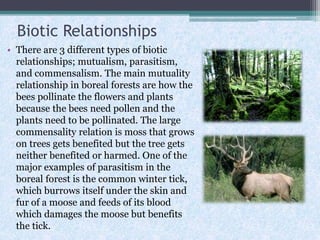 Biotic Relationships
• There are 3 different types of biotic
relationships; mutualism, parasitism,
and commensalism. The main mutuality
relationship in boreal forests are how the
bees pollinate the flowers and plants
because the bees need pollen and the
plants need to be pollinated. The large
commensality relation is moss that grows
on trees gets benefited but the tree gets
neither benefited or harmed. One of the
major examples of parasitism in the
boreal forest is the common winter tick,
which burrows itself under the skin and
fur of a moose and feeds of its blood
which damages the moose but benefits
the tick.

 