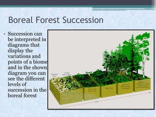 Boreal Forest Succession
• Succession can
be interpreted in
diagrams that
display the
variations and
points of a biome
and in the shown
diagram you can
see the different
levels of
succession in the
boreal forest

 