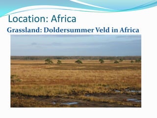 Location: AfricaGrassland: DoldersummerVeld in Africa