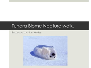 Tundra Biome Neature walk. By: Levon, Lochlan, Wesley. 