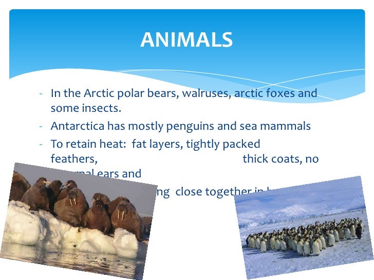 The Biome Permanent Ice