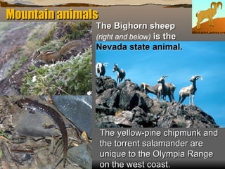 Mountain animals The yellow-pine chipmunk and the torrent salamander are unique to the Olympia Range on the west coast. The Bighorn sheep  (right and below)  is the  Nevada state animal. 