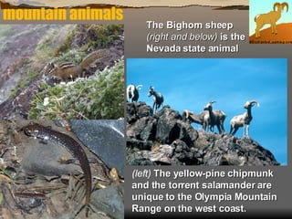 mountain animals (left)  The yellow-pine chipmunk and the torrent salamander are unique to the Olympia Mountain Range on the west coast. The Bighorn sheep  (right and below)  is the Nevada state animal 