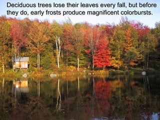 Deciduous trees lose their leaves every fall, but before they do, early frosts produce magnificent colorbursts. 