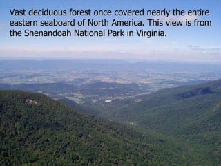 Vast deciduous forest once covered nearly the entire eastern seaboard of North America. This view is from the Shenandoah National Park in Virginia. 