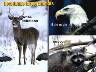 Bald eagle raccoon White-tailed deer Deciduous forest animals 