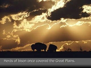 Herds of bison once covered the Great Plains. 