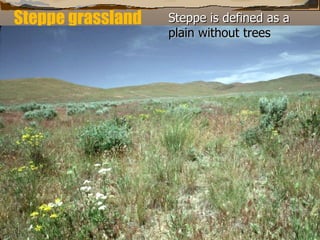 Steppe grassland Steppe is defined as a  plain without trees 