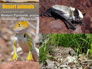 Desert animals Clockwise from right:   Western Pipistrelle, prairie rattlesnake, collared lizard 
