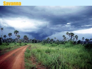 Savanna 