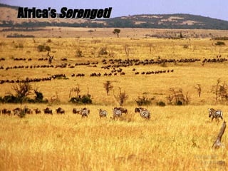 Africa’s  Serengeti 
