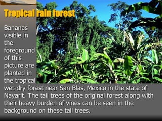 Bananas  visible in  the  foreground  of this  picture are  planted in  the tropical  wet-dry forest near San Blas, Mexico in the state of Nayarit. The tall trees of the original forest along with their heavy burden of vines can be seen in the background on these tall trees.   Tropical rain forest 