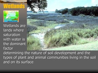 Wetlands Wetlands are  lands where  saturation  with water is  the dominant  factor  determining the nature of soil development and the types of plant and animal communities living in the soil and on its surface . 