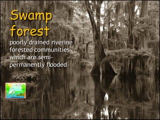 Swamp forest poorly drained riverine  forested communities which are semi-permanently flooded   