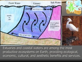 Estuaries and coastal waters are among the most productive ecosystems on Earth, providing ecological, economic, cultural, and aesthetic benefits and services. 