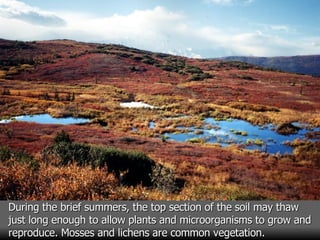 During the brief summers, the top section of the soil may thaw just long enough to allow plants and microorganisms to grow and reproduce. Mosses and lichens are common vegetation. 