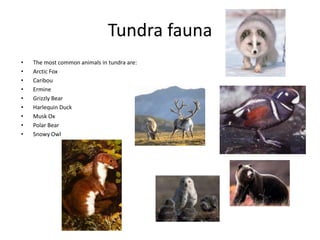 Tundra fauna
• The most common animals in tundra are:
• Arctic Fox
• Caribou
• Ermine
• Grizzly Bear
• Harlequin Duck
• Musk Ox
• Polar Bear
• Snowy Owl
 