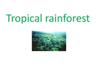 Tropical rainforest
 