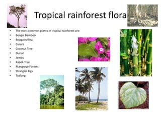Tropical rainforest flora
• The most common plants in tropical rainforest are:
• Bengal Bamboo
• Bougainvillea
• Curare
• Coconut Tree
• Durian
• Jambu
• Kapok Tree
• Mangrove Forests
• Strangler Figs
• Tualang
 