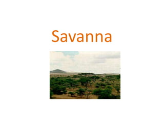 Savanna
 