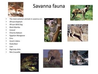Savanna fauna
• The most common animals in savanna are:
• African Elephant
• African Wild Dog
• Black Mamba
• Caracal
• Chacma Baboon
• Egyptian Mongoose
• Emu
• Grant's Zebra
• Koala Bear
• Lion
• Nigriceps Ants
• Nile Crocodile
 