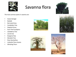Savanna flora
The most common plants in savanna are:
• Acacia Senegal
• Baobab
• Bermuda Grass
• Candelabra Tree
• Elephant Grass
• Gum Tree Eucalyptus
• Jackalberry Tree
• Jarrah tree
• Kangaroo Paw
• Manketti Tree
• River Bushwillow
• Umbrella Thorn Acacia
• Whistling Thorn
 