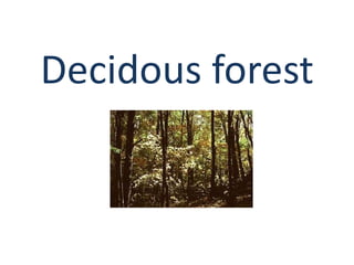 Decidous forest
 
