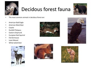 Decidous forest fauna
• The most common animals in decidous forest are:
• American Bald Eagle
• American Black Bear
• Coyote
• Duckbill Platypus
• Eastern Chipmunk
• European Red Squirrel
• Fat Dormouse
• Least Weasel
• White-tailed Deer
 