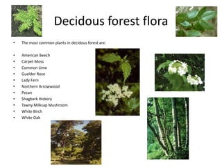 Decidous forest flora
• The most common plants in decidous forest are:
• American Beech
• Carpet Moss
• Common Lime
• Guelder Rose
• Lady Fern
• Northern Arrowwood
• Pecan
• Shagbark Hickory
• Tawny Milksap Mushroom
• White Birch
• White Oak
 