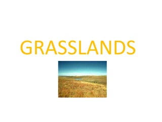 GRASSLANDS
 