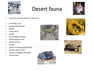 Desert fauna
• The most common animals in desert are:
• Armadillo Lizard
• Banded Gila Monster
• Bobcat
• Cactus Wren
• Coyote
• Desert Bighorn Sheep
• Desert Kangaroo Rat
• Desert Tortoise
• Javelina
• Cactus Ferruginoug Pygmy Owl
• Sonoran Desert Toad
• Sonoran Pronghorn Antelope
• Thorny Devil
 