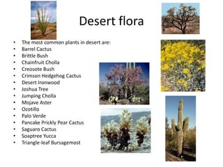 Desert flora
• The most common plants in desert are:
• Barrel Cactus
• Brittle Bush
• Chainfruit Cholla
• Creosote Bush
• Crimson Hedgehog Cactus
• Desert Ironwood
• Joshua Tree
• Jumping Cholla
• Mojave Aster
• Ocotillo
• Palo Verde
• Pancake Prickly Pear Cactus
• Saguaro Cactus
• Soaptree Yucca
• Triangle-leaf Bursagemost
 