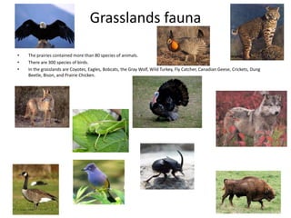 Grasslands fauna
• The prairies contained more than 80 species of animals.
• There are 300 species of birds.
• In the grasslands are Coyotes, Eagles, Bobcats, the Gray Wolf, Wild Turkey, Fly Catcher, Canadian Geese, Crickets, Dung
Beetle, Bison, and Prairie Chicken.
 