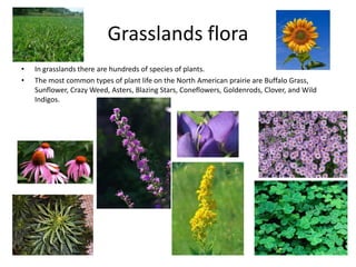 Grasslands flora
• In grasslands there are hundreds of species of plants.
• The most common types of plant life on the North American prairie are Buffalo Grass,
Sunflower, Crazy Weed, Asters, Blazing Stars, Coneflowers, Goldenrods, Clover, and Wild
Indigos.
 