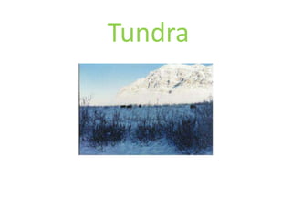 Tundra
 