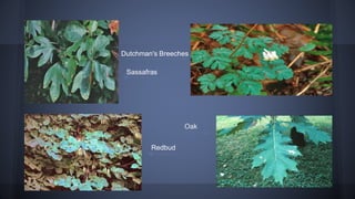 Dutchman's Breeches
Sassafras

Oak
Redbud

 