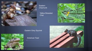 Eastern
Chipmunk
Yellow Breasted
Chat

Eastern Grey Squirrel

American Toad

 