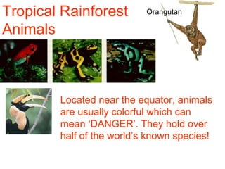 Tropical Rainforest
Animals

Orangutan

Located near the equator, animals
are usually colorful which can
mean ‘DANGER’. They hold over
half of the world’s known species!

 