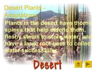 Desert Plants Adaptations
Plants in the desert have thorny
spines that help defend them,
fleshy stems to store water, and
have a large root base to collect
water successfully.

 